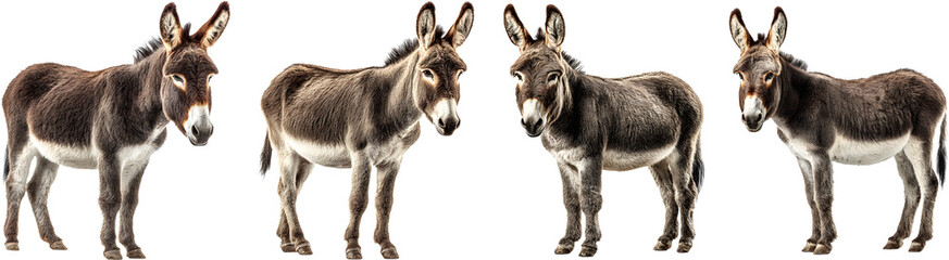 Obraz premium A group of wildebeest standing together in a grassy field in the wild