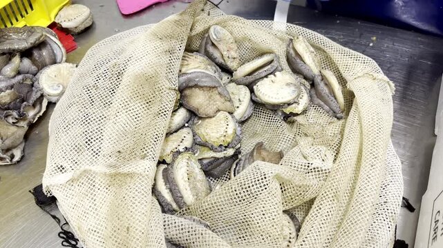 Live abalone removed from mesh bag and sorted for live export to Asian market