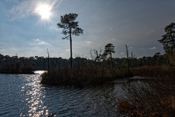 Zimowe widoki fenów Oisterwijkse Bossen en Vennen, mokradeł w Północnej Brabancji, Niderlandy © Miroslaw