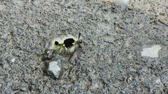 Spotted Tussock caterpillar running for it's life on stone surface