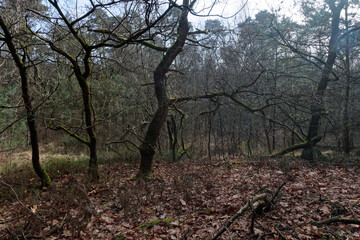 Zimowe widoki fenów Oisterwijkse Bossen en Vennen, mokradeł w Północnej Brabancji, Niderlandy © Miroslaw