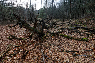 Zimowe widoki fenów Oisterwijkse Bossen en Vennen, mokradeł w Północnej Brabancji, Niderlandy © Miroslaw