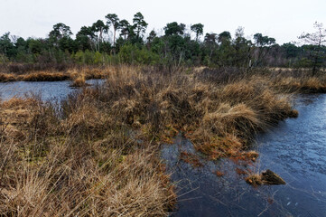 Zimowe widoki fenów Oisterwijkse Bossen en Vennen, mokradeł w Północnej Brabancji, Niderlandy © Miroslaw