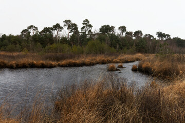 Zimowe widoki fenów Oisterwijkse Bossen en Vennen, mokradeł w Północnej Brabancji, Niderlandy © Miroslaw