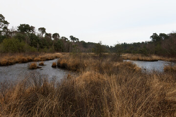Zimowe widoki fenów Oisterwijkse Bossen en Vennen, mokradeł w Północnej Brabancji, Niderlandy © Miroslaw
