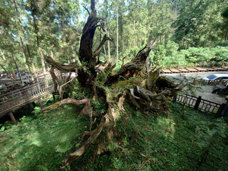Obraz premium Xitou Fallen Sacred Tree Forest Landmark Taiwan