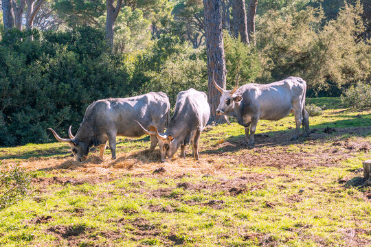 Italy Tuscany natural park of the Maremma, called the Uccellina Alberese park, Maremma cows grazing with cubs