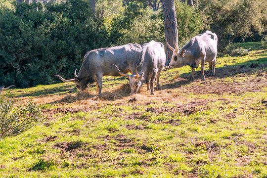 Italy Tuscany natural park of the Maremma, called the Uccellina Alberese park, Maremma cows grazing with cubs
