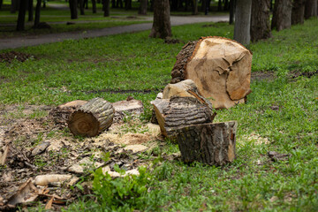 Cut tree logs and stumps scattered on green grass in a park, with a pathway visible in the background, showcasing the aftermath of tree removal and wood processing in a natural setting © Volha
