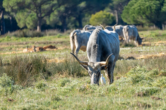 Italy Tuscany natural park of the Maremma, called the Uccellina Alberese park, Maremma cows grazing with cubs