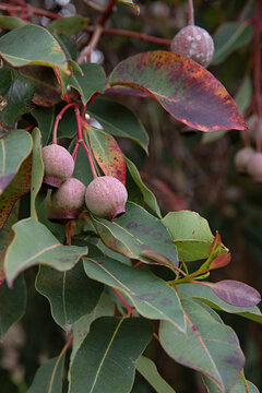 Eucalyptus gum nuts and leaves with red and green autumnal colours on branches