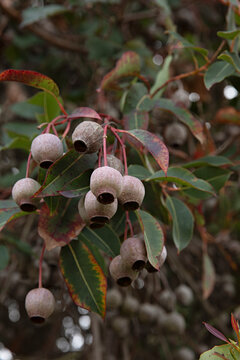 Eucalyptus gum nuts and leaves with red and green autumnal colours on branches