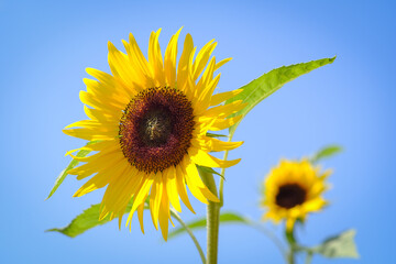 Naklejka premium Sunflower with blur background on sunny day during the summer season.