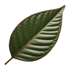 A large green leaf with red veins and edges isolated on transparent background