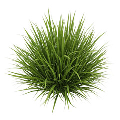 A lush green grass bush isolated on transparent background with long thin leaves