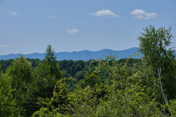 Obraz premium Lush Forested Hills Panorama