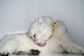 Obraz premium White cat gold chain short fur licking relaxed domestic pet sitting clean cute playful isolated background animal mammal feline luxury pampered adorable grooming elegant stylish soft whisker