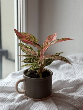 Pink Plant 1 