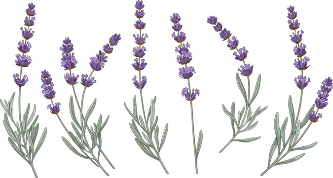 Set of watercolor lavender flowers illustration vector. Hand-drawn botanical elements for design and decoration