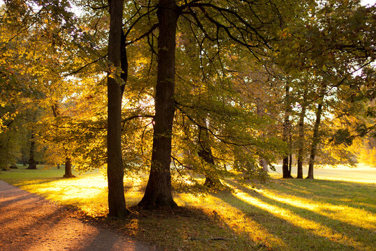 Englischer Garten Munich - Golden hour magic in an autumn park &ndash; backlit trees and dreamy sun rays 