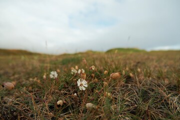 Tiny white wildflowers growing in grassy field in Iceland with soft blurred natural background.