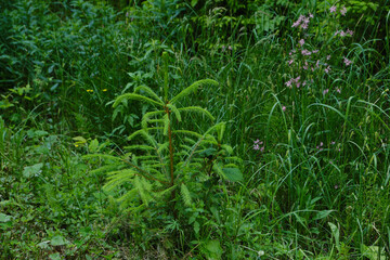 Young Spruce Sapling in Meadow