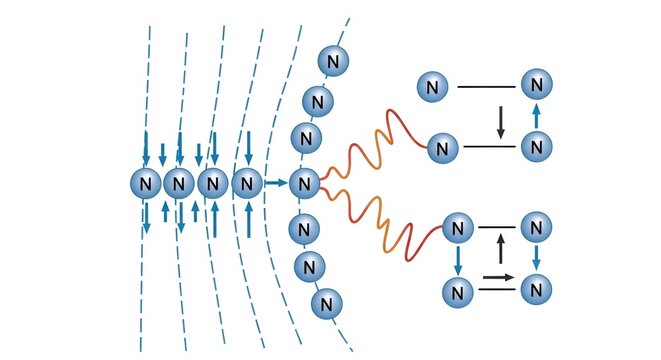 Magnetic field lines and nuclear spin precession illustration.