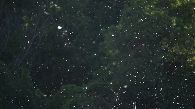 Poplar Pollen Floating in Slow Motion Over Dark Green Background.A mesmerizing slow-motion shot of white poplar seeds and pollen drifting through the air. The particles are backlit by golden sunlight,