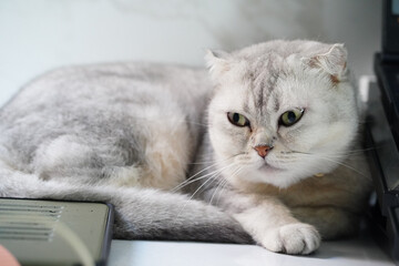 Scottish Fold cat silver gray fur green eyes lying on white floor relaxed and calm indoor pet soft lighting close up adorable feline domestic animal peaceful mood