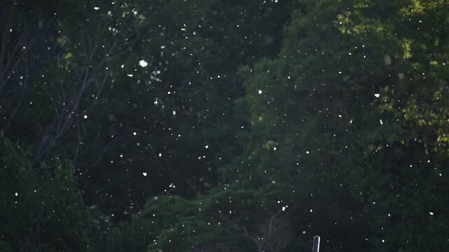 Poplar Pollen Floating in Slow Motion Over Dark Green Background.A mesmerizing slow-motion shot of white poplar seeds and pollen drifting through the air. The particles are backlit by golden sunlight,