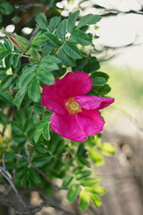 Obraz premium A photo of a blooming rosehip bush.