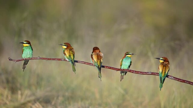 Colorful European bee-eaters (Merops apiaster) lined up side by side on a branch.