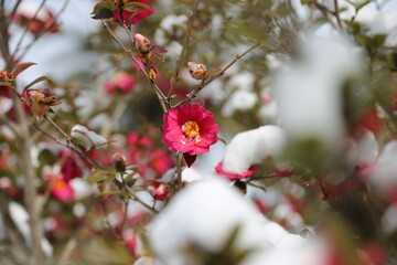 하얀 눈이 내린 가운데 제주 동백꽃이 활짝 피었다. 하얀 눈과 빨간 또는 핑크 꽃이 조화를 이룬다. 제주에서만 볼 수 있는 광경!