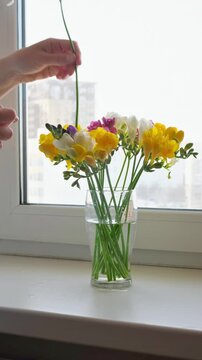 Woman arranging freesia stems in small glass vase on windowsill, side view. Gentle spring decor process in natural daylight at home.