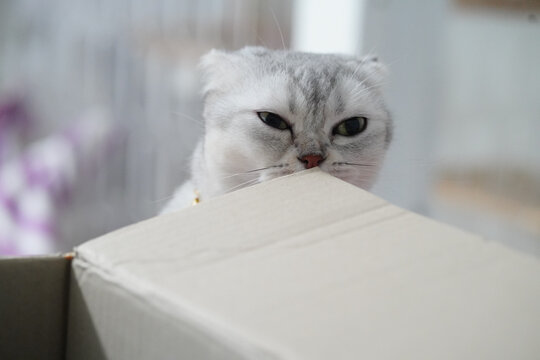 Scottish Fold cat gray fur green eyes curious expression indoor cardboard box playful pet whiskers soft light relaxed mood home environment