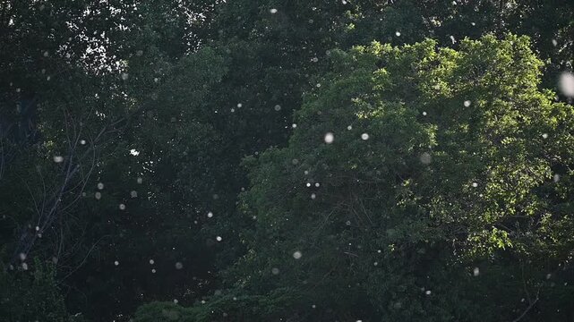 Poplar Pollen Floating in Slow Motion Over Dark Green Background.A mesmerizing slow-motion shot of white poplar seeds and pollen drifting through the air. The particles are backlit by golden sunlight,