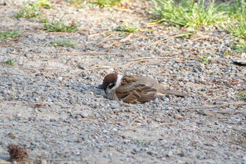 初夏　自然　風景　鳥	