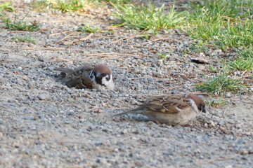 初夏　自然　風景　鳥	