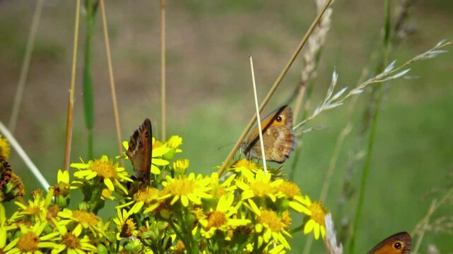 A butterfly from the subfamily Satyrinae sits on the yellow inflorescences of Jacobaea vulgaris.
