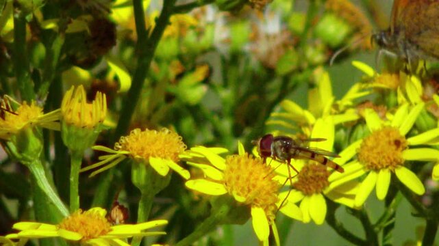 A butterfly from the subfamily Satyrinae sits on the yellow inflorescences of Jacobaea vulgaris.
