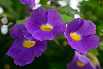 Obraz premium Bunch of fresh blue flowers of Thunbergis erecta or Bush clock vine, India.