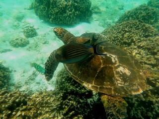 Obraz premium Thoddoo, Maldivas