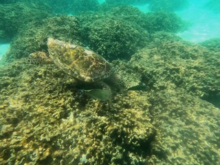 Obraz premium Thoddoo, Maldivas