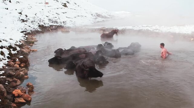 Wide view of buffalo resting in a steaming natural hot spring surrounded by snow. Mist rising over calm water creates a dramatic winter landscape and rural atmosphere.
