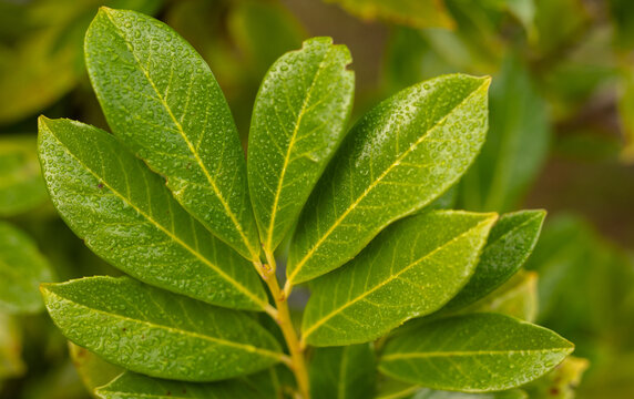 Prunus laurocerasus (Cherry Laurel) evergreen hedge plant growing outdoors in a UK garden. Glossy green leaves shown in close up and natural light, some with brown leaf spot disease and rain droplets 