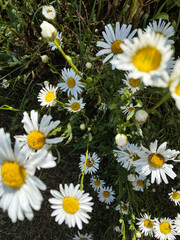 Fototapeta premium High-angle close-up white daisy with yellow centers in green foliage