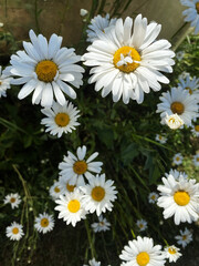 Vibrant white daisies yellow centers green foliage small insects