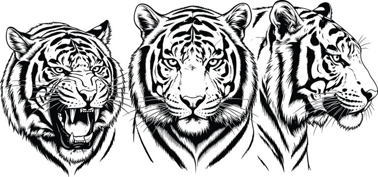 Tiger, head, silhouette, vector, illustration, face, wild, animal, roaring, predatory, feline, jungle, wildlife, graphic, design, nature, predator, bengal, flavector, art