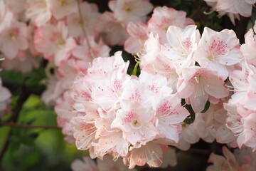 植物　花　夕方　風景	