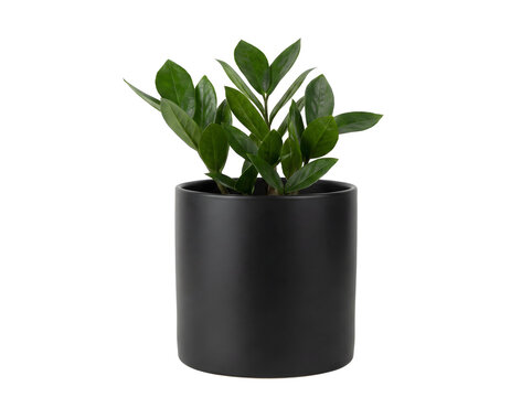 Mini Zamioculcas